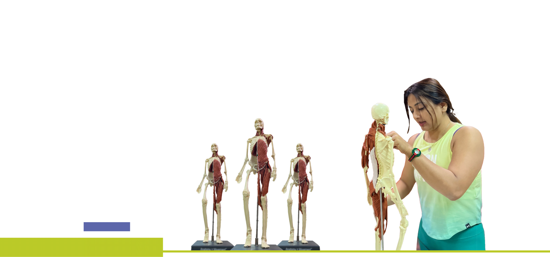 3d anatomy